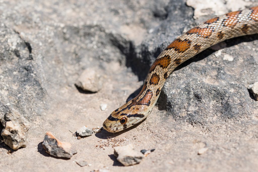 Как избавиться от змей